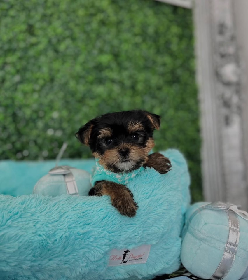 Bella, a female Yorkie looking toward the camera from turquoise bedding, photo 2 of 7
