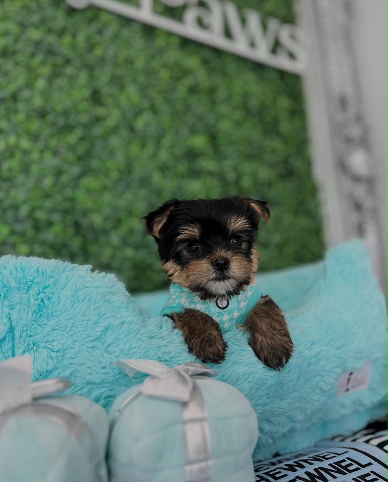 Bella, a female Yorkie resting in turquoise bedding, photo 1 of 7