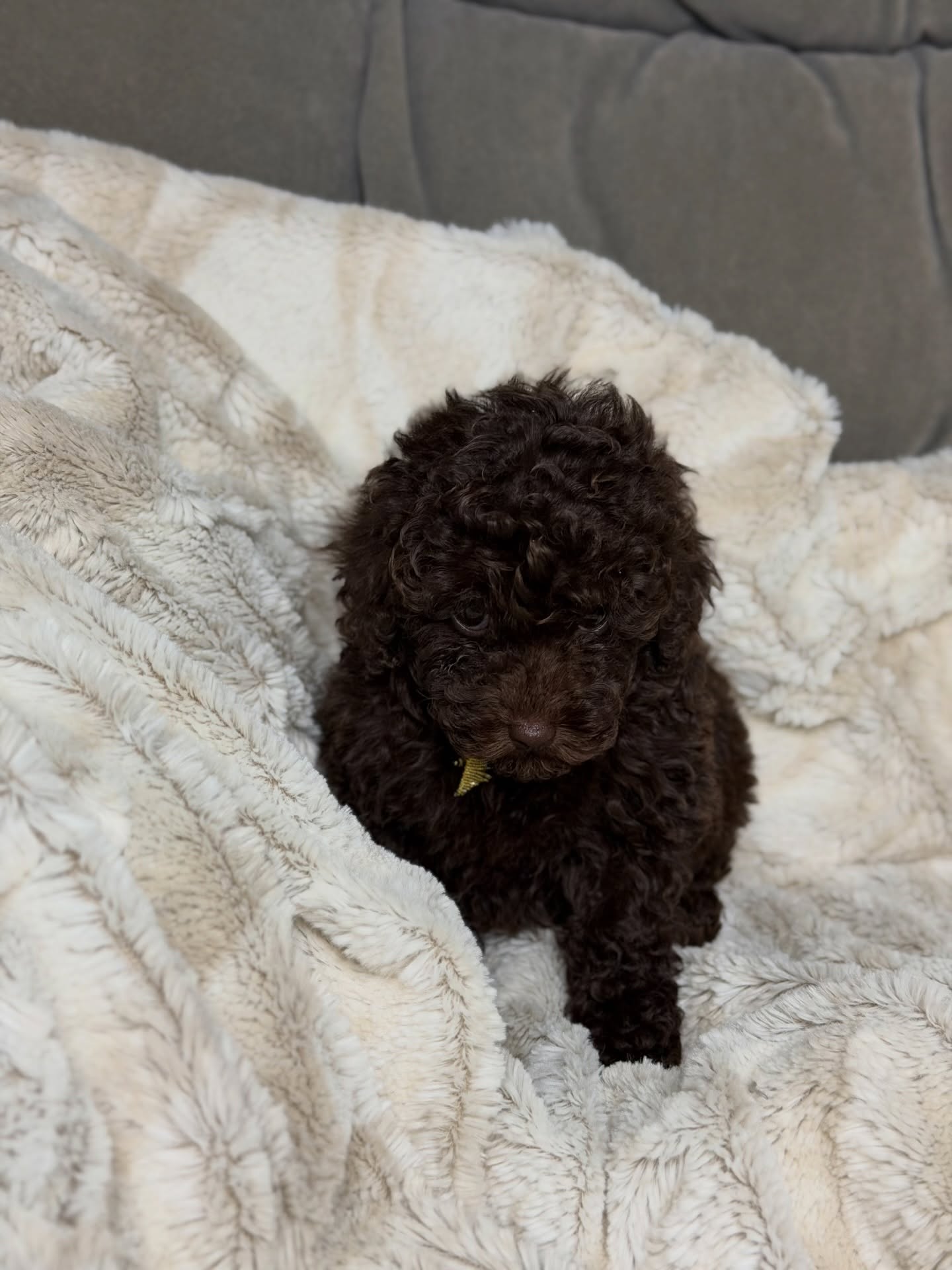 Daisy, a female Poodle standing on a soft blanket, photo 4 of 6