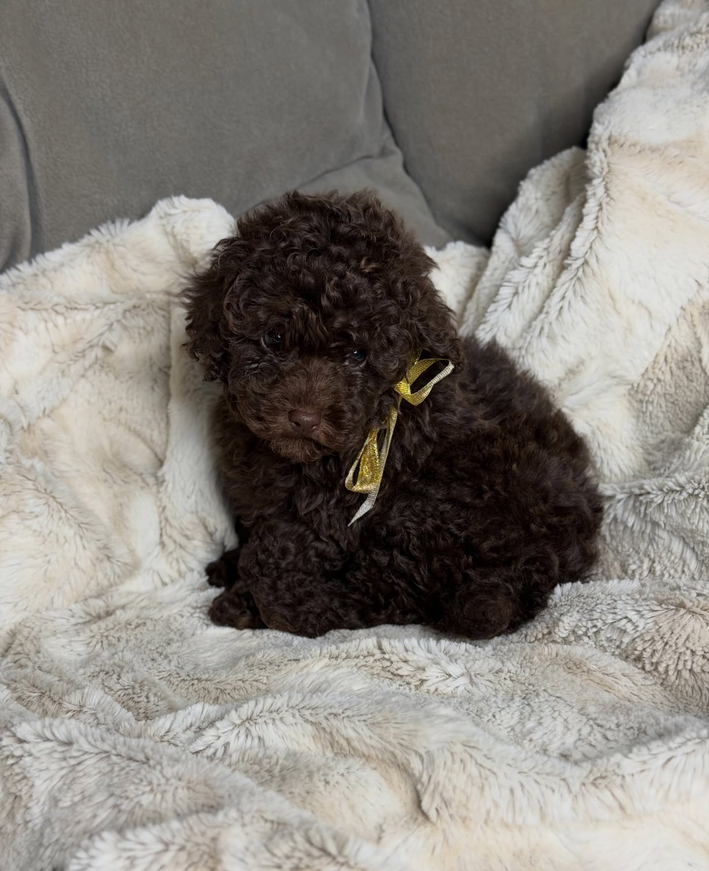 Daisy, a female Poodle in a blanket with a gold ribbon, photo 2 of 6