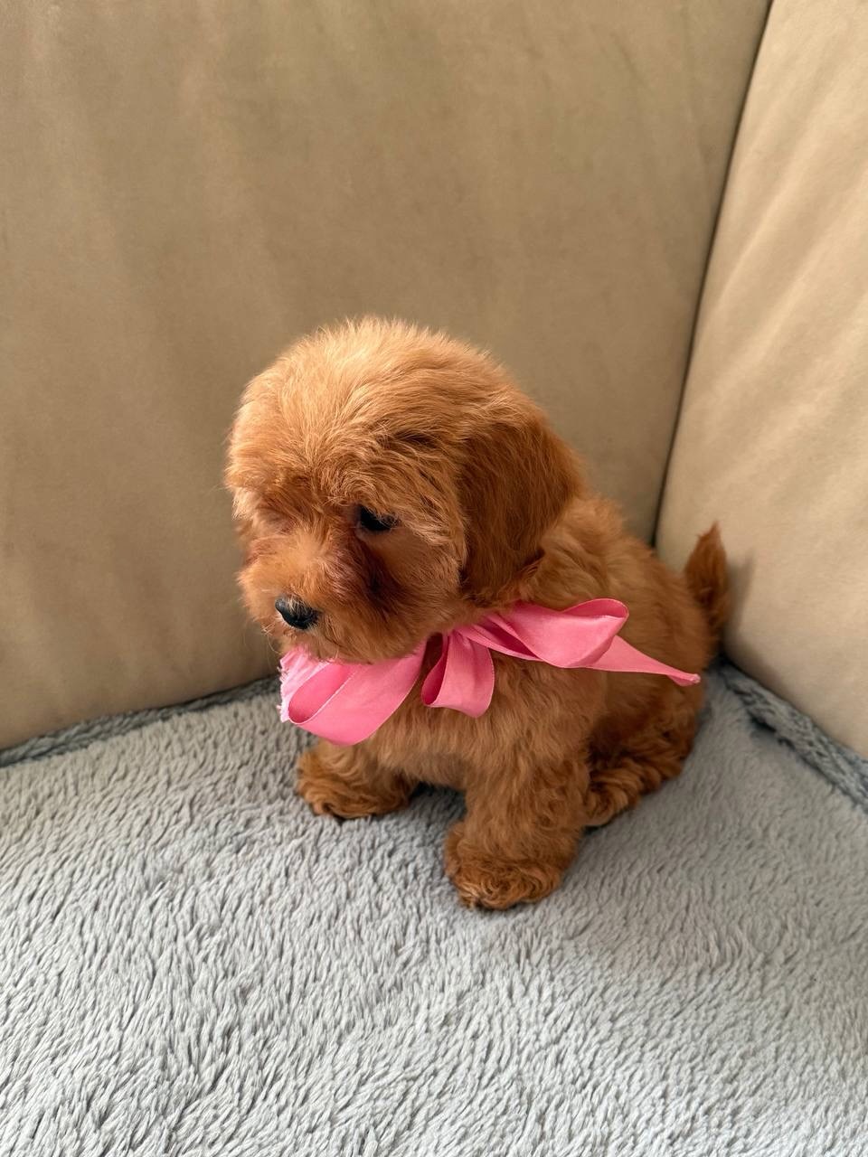 Milo, a male Poodle wearing a pink bow on a grey blanket, photo 1 of 5