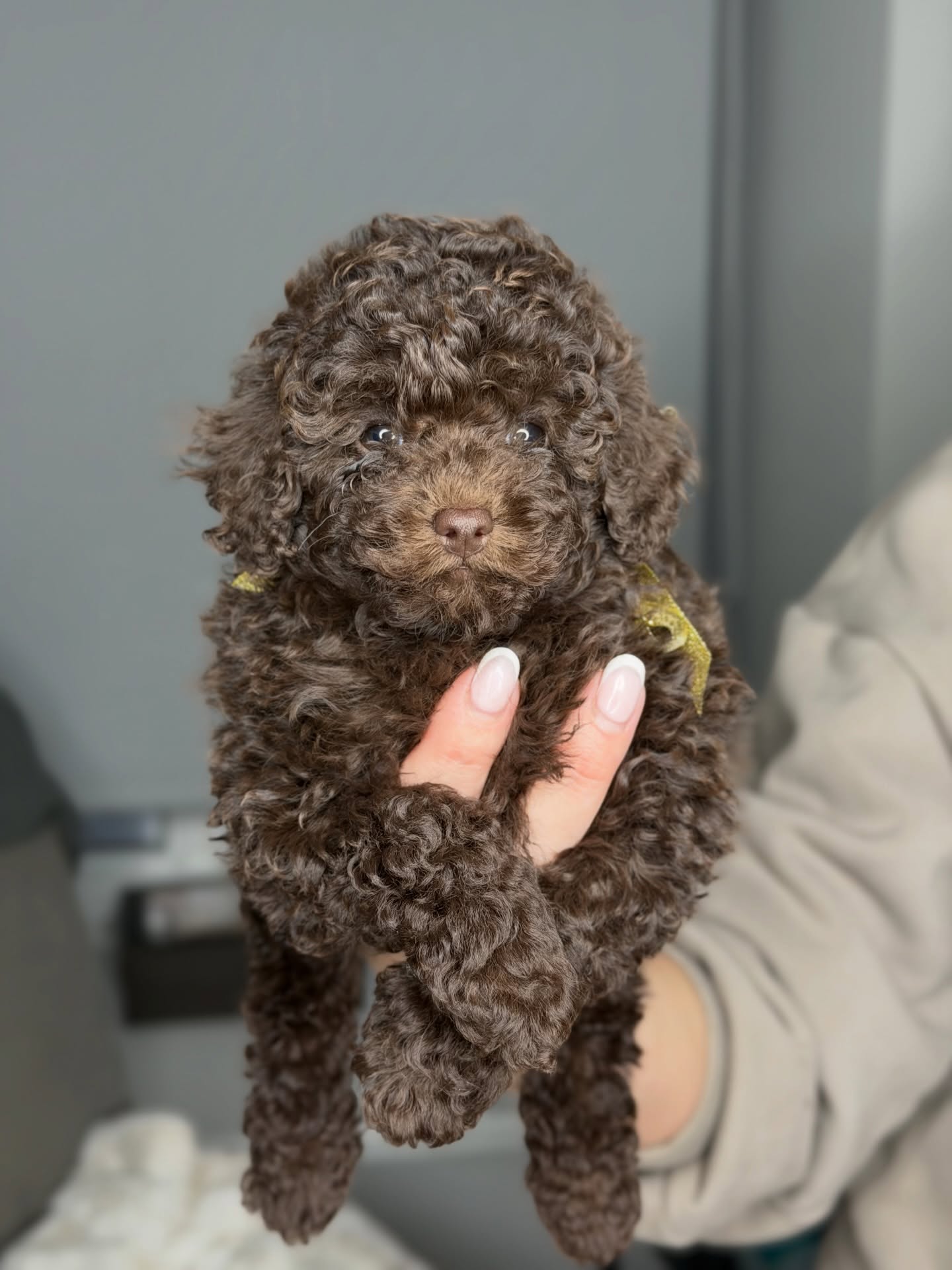 Coco sitting in someone's arms, photo 3 of 5