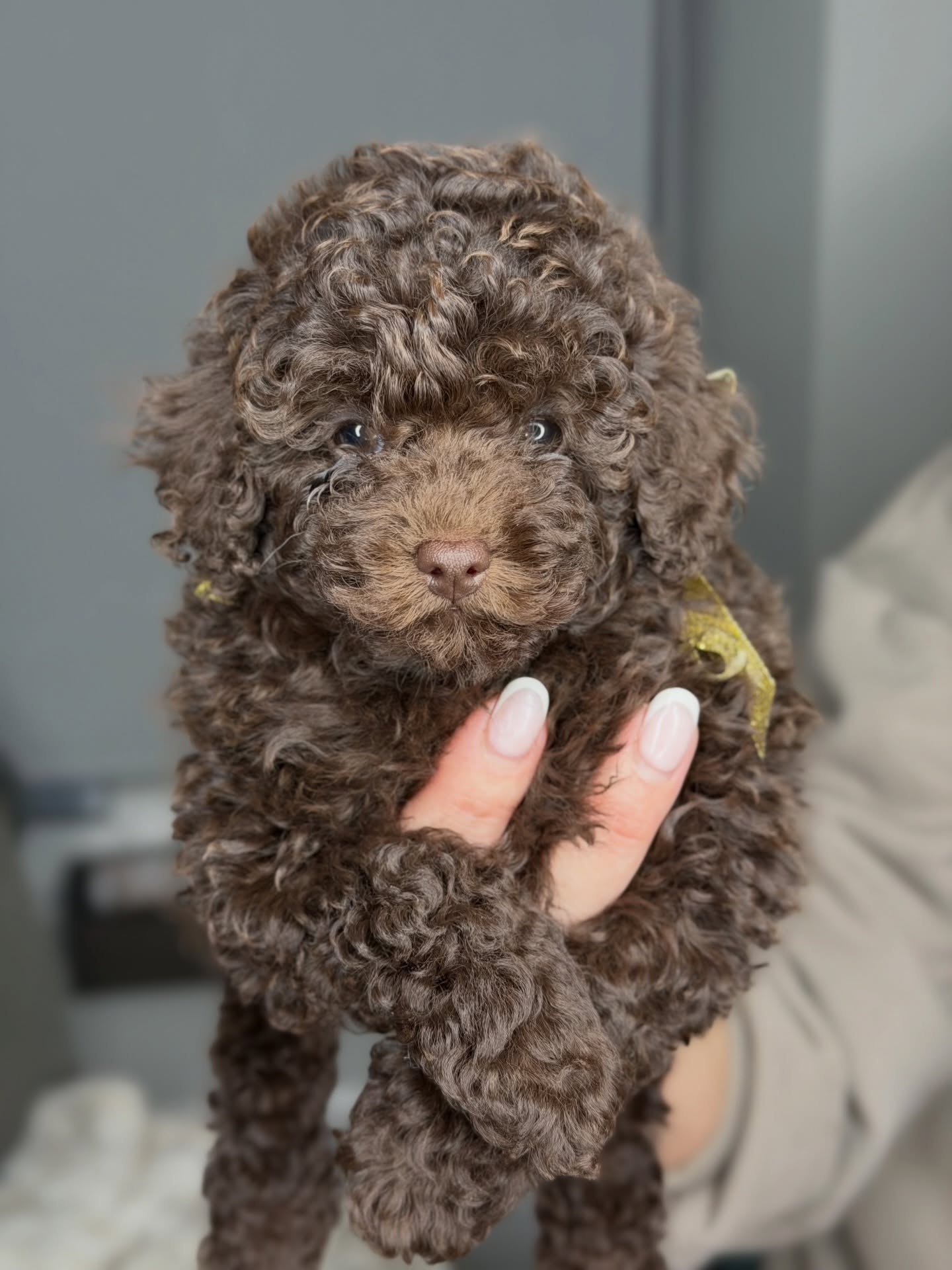 Coco being held while facing the camera, photo 4 of 5
