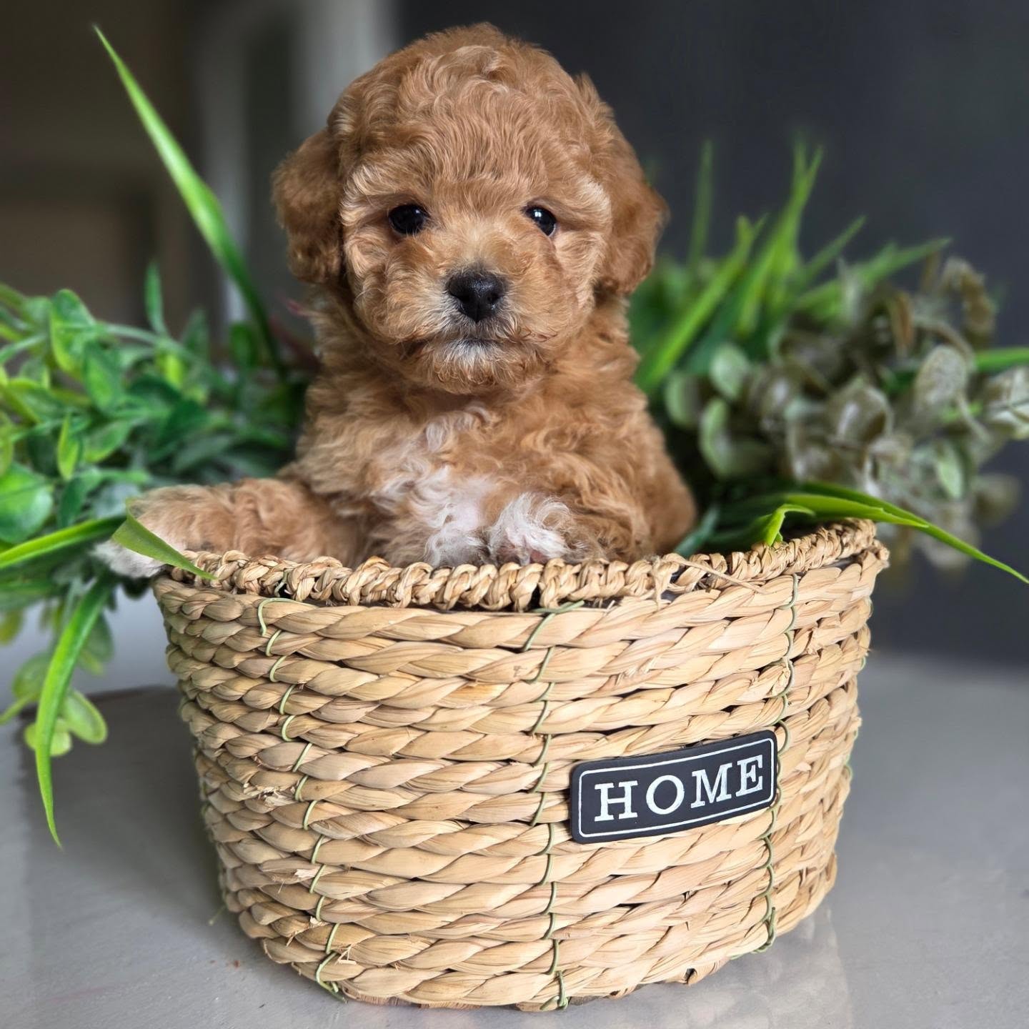 Elsie, an apricot Toy Poodle puppy in a woven basket, photo 7 of 8