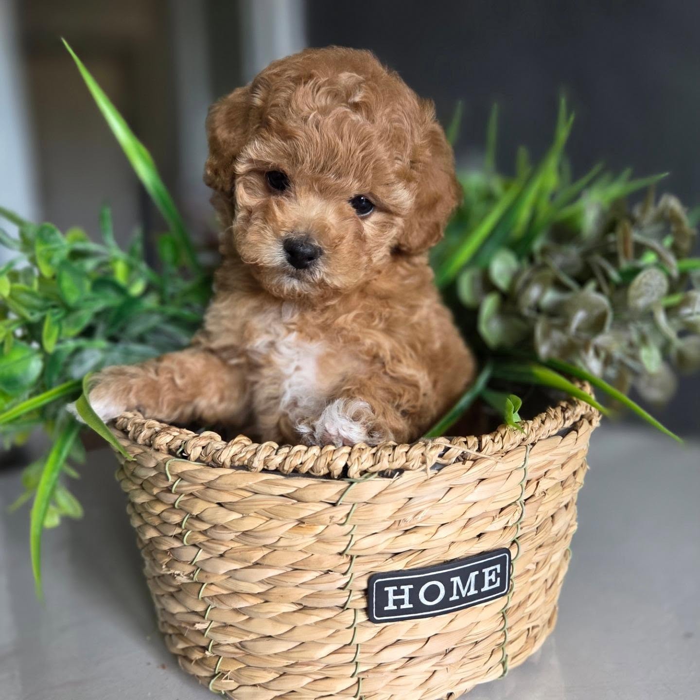Elsie, an apricot Toy Poodle puppy in a woven basket, photo 6 of 8