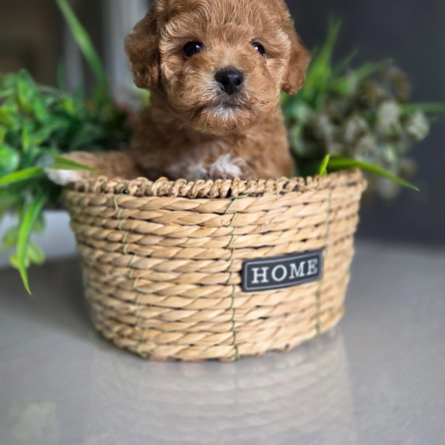 Elsie, an apricot Toy Poodle puppy in a woven basket, photo 5 of 8