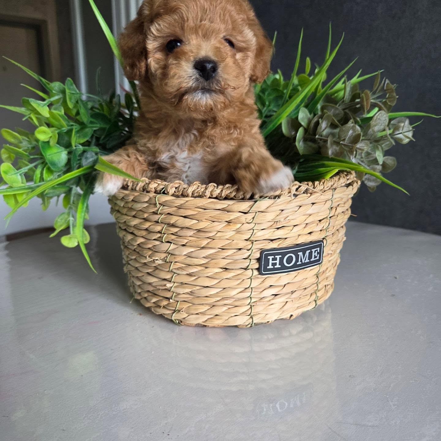 Elsie, an apricot Toy Poodle puppy in a woven basket, photo 3 of 8
