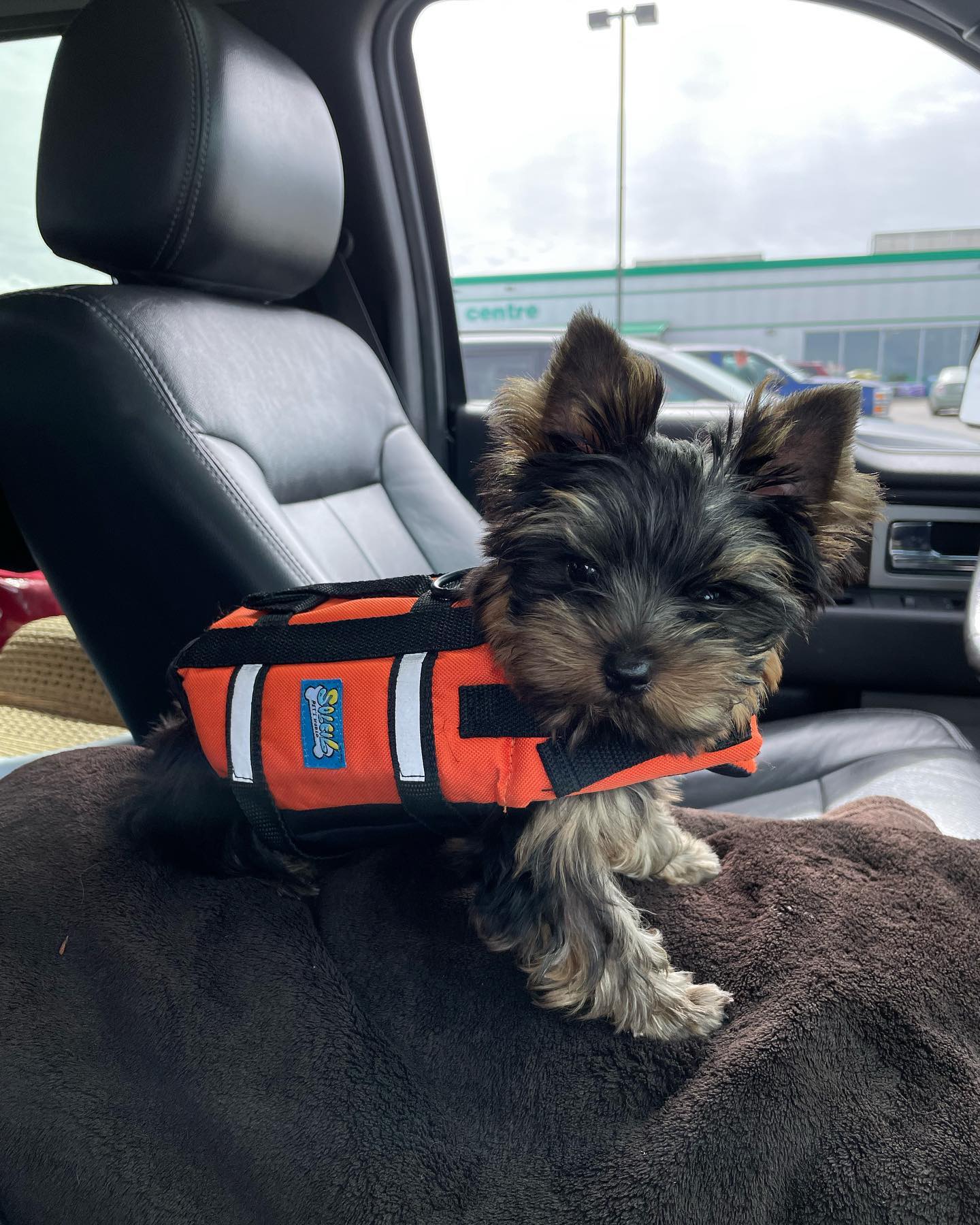 Lizzy, a female Yorkie wearing an orange life jacket, photo 7 of 8