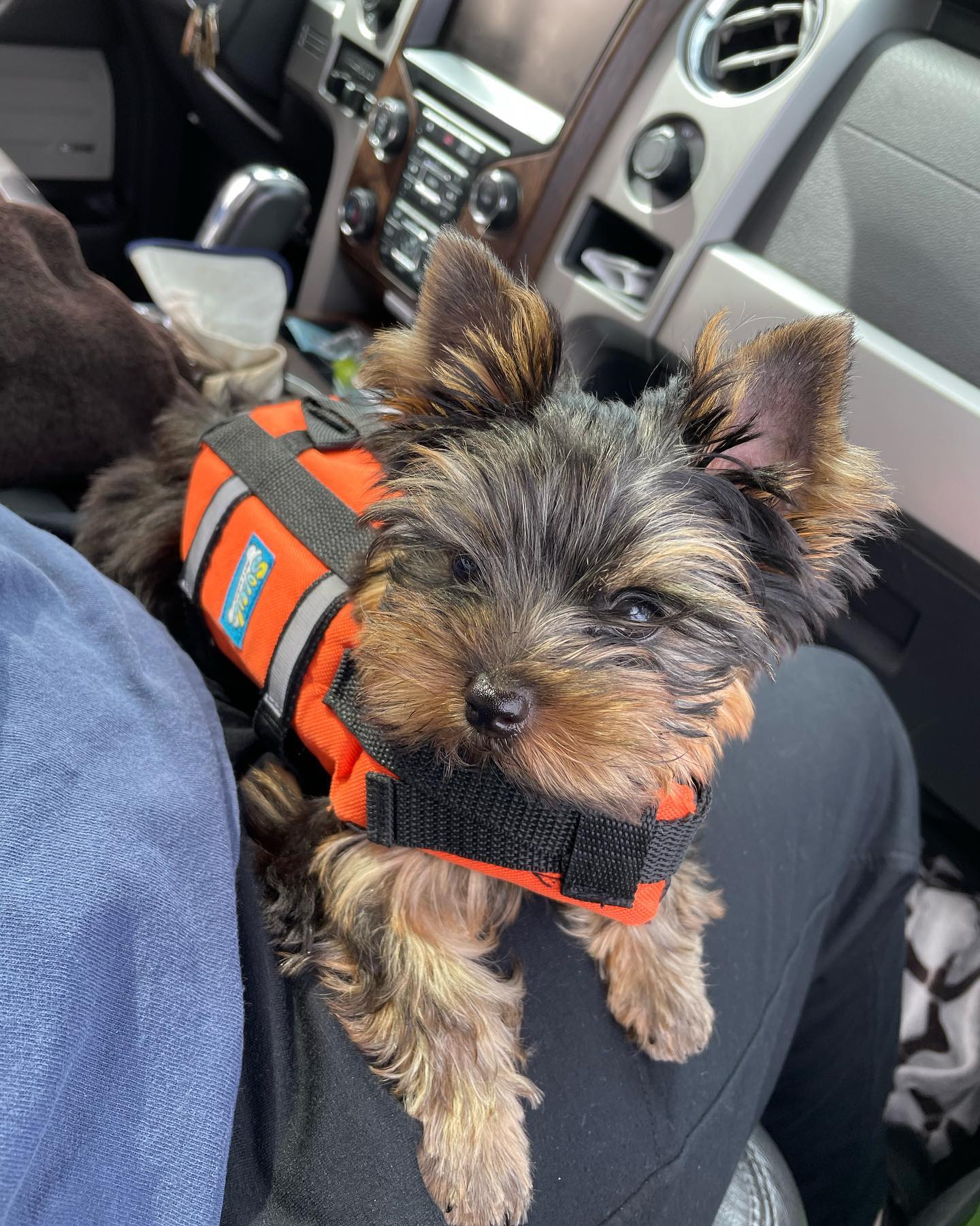 Lizzy, a female Yorkie in an orange life jacket beside a car seat, photo 8 of 8