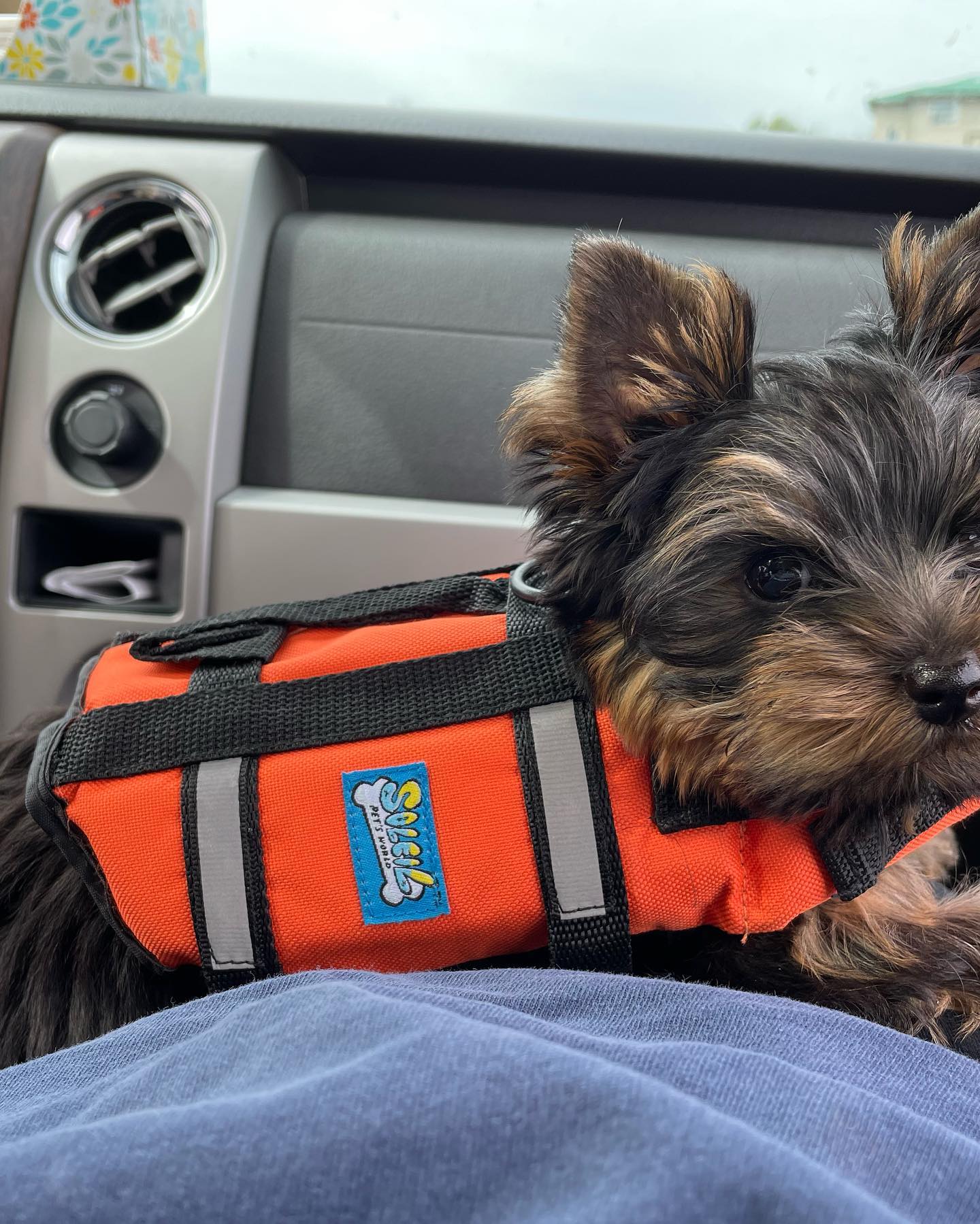Lizzy, a female Yorkie in an orange life jacket in the car, photo 6 of 8
