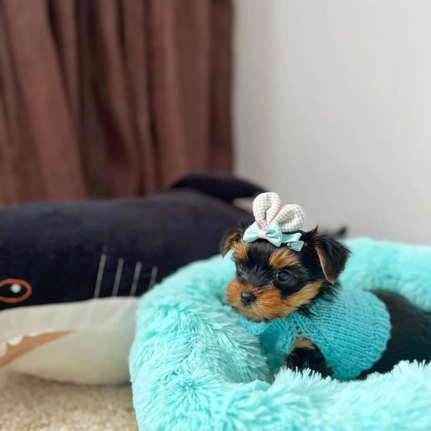 Bella, a female Yorkie in soft turquoise fleece, photo 4 of 7