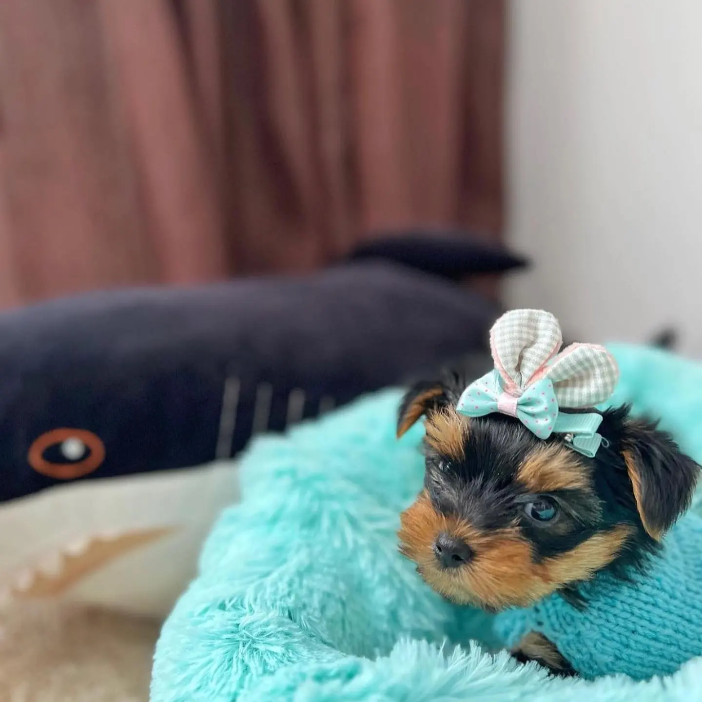 Bella, a female Yorkie resting in turquoise fleece with a bow, photo 7 of 7