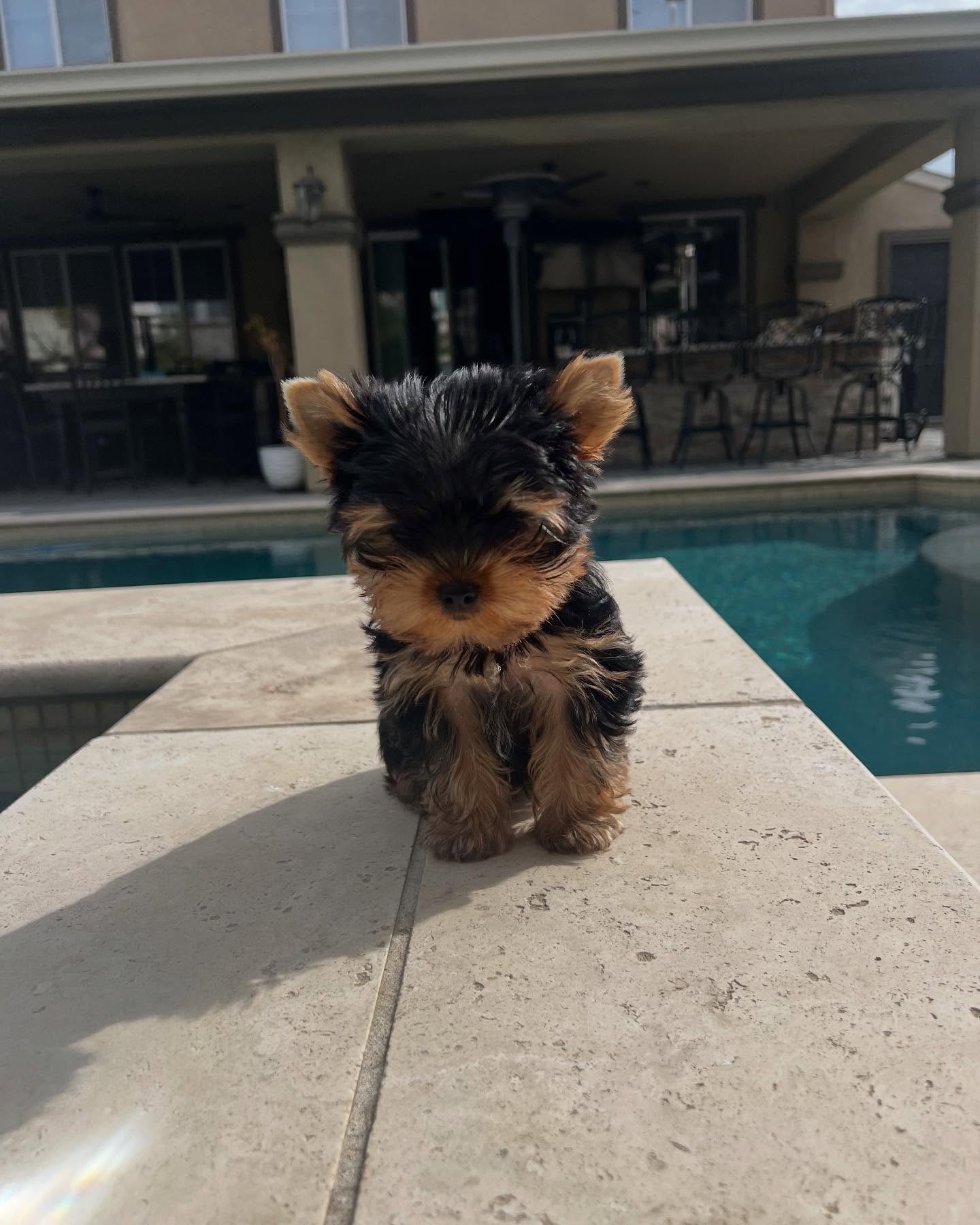 Leo, a male Yorkie sitting by a pool, photo 2 of 7
