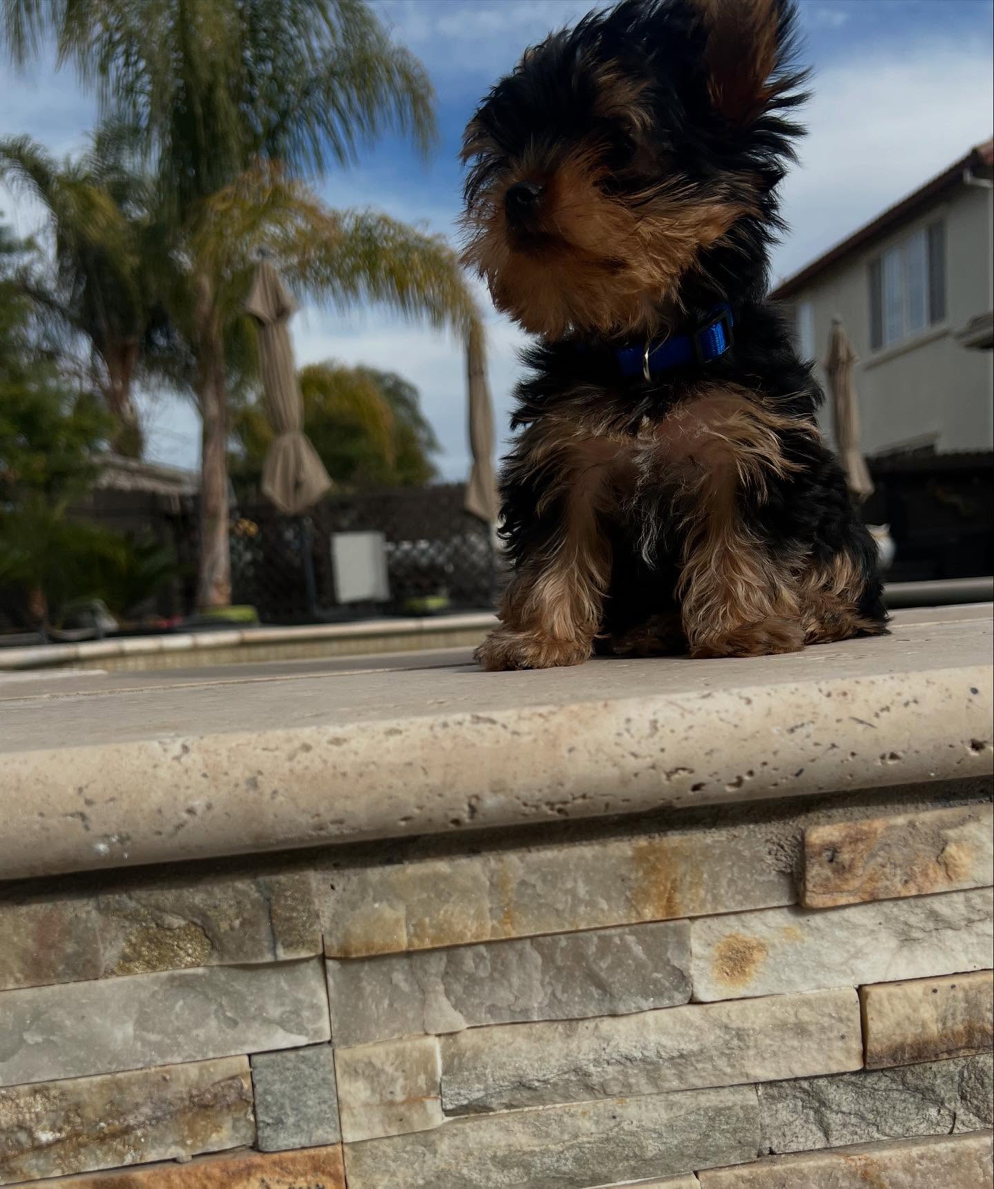 Leo, a male Yorkie in profile outdoors near a pool, photo 7 of 7