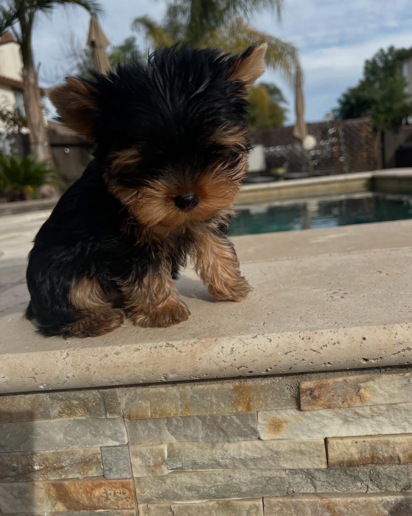 Leo, a male Yorkie wearing a blue collar by the pool, photo 5 of 7