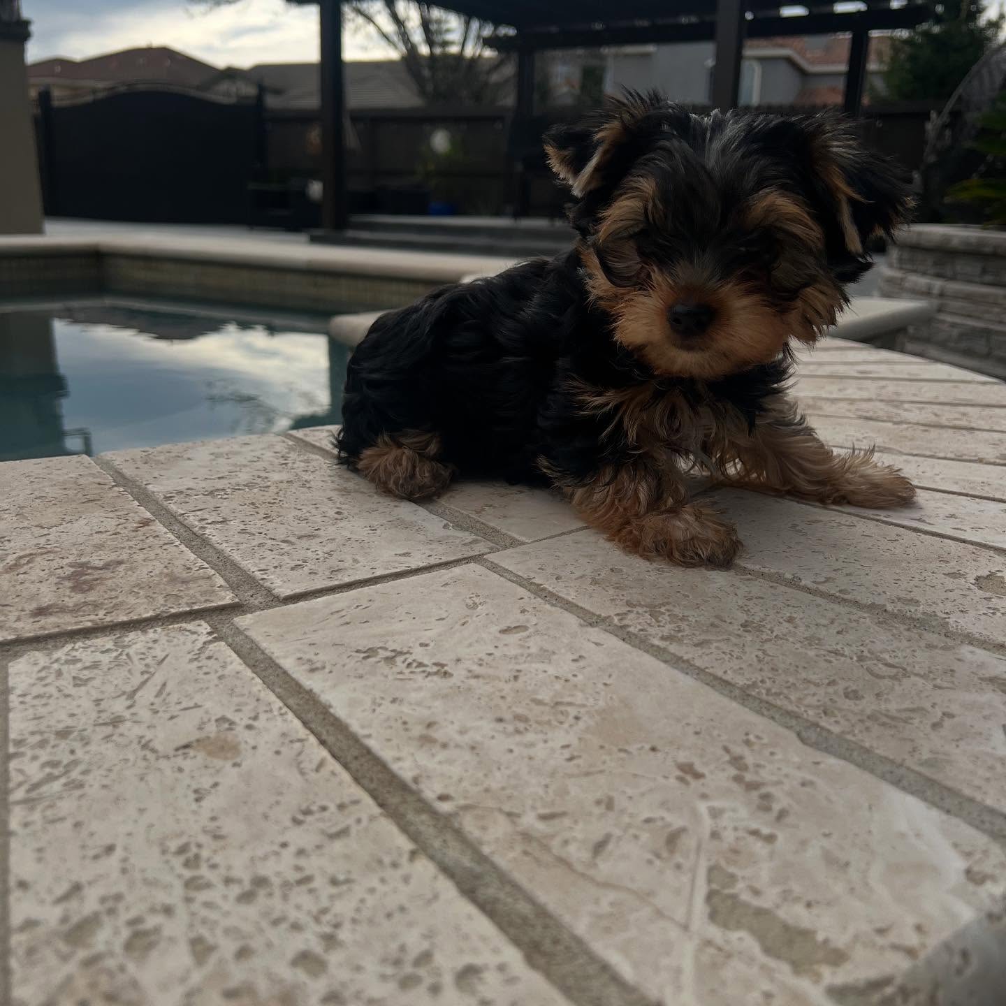 Pixie sitting on a patio beside a pool, photo 2 of 6