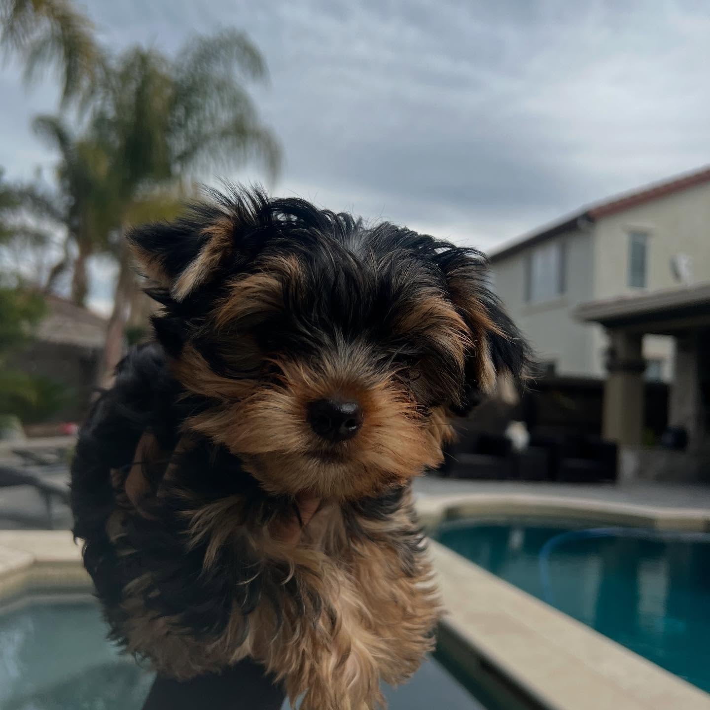 Pixie being held near a pool, photo 3 of 6