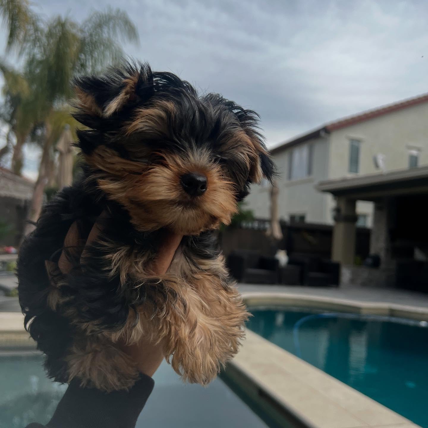 Pixie being held outdoors beside a pool, photo 4 of 6